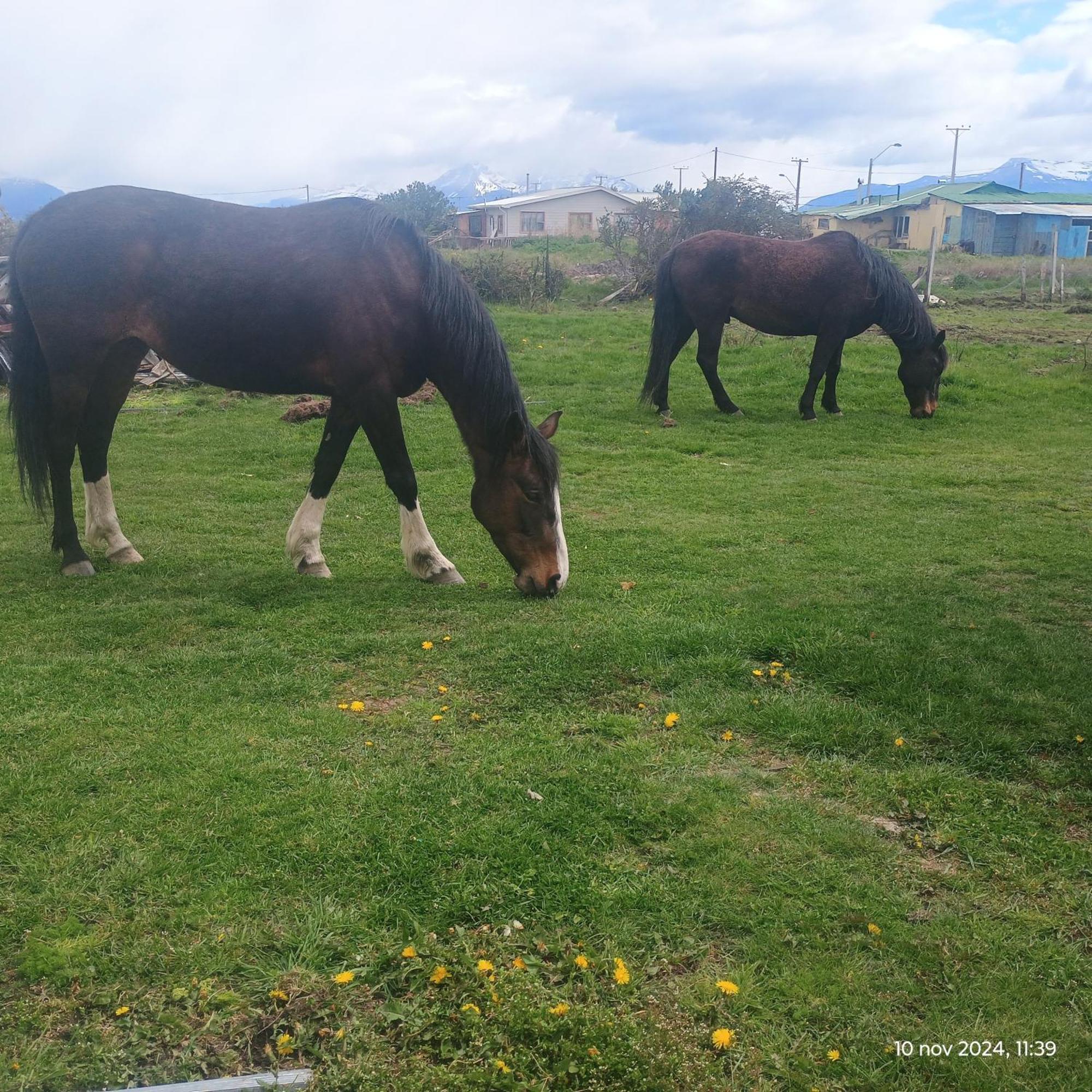 Tyni House Daire Puerto Natales Dış mekan fotoğraf